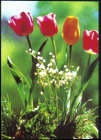 Открытка Болгария 1970-е г. Тюльпаны, цветы, флора подписана