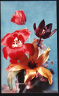 Открытка СССР 1969 г. Букет тюльпанов Поздравляю! фото Шворака чистая с маркой