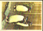 Набор открыток СССР 1968 г. Ленинградский зоопарк. Фауна, животные, 16 шт полный без обложки.. - вид 6