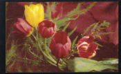 Открытка СССР 1975 г. Букет тюльпанов. фото. Г. Костенко СХ чистая