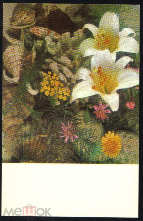 Открытка СССР 1972 Цветы Композиция с белыми лилиями чистая фото. С. Бакалова подписана