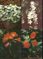 Набор открыток СССР 1986 г. Комнатные растения набор 15 открыток 2 выпуск 15 шт полный - вид 3