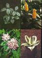 Набор открыток СССР 1986 г. Комнатные растения набор 15 открыток 2 выпуск 15 шт полный - вид 5