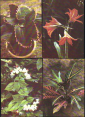 Набор открыток СССР 1986 г. Комнатные растения набор 15 открыток 2 выпуск 15 шт полный - вид 6