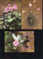 Набор открыток СССР 1986 г. Комнатные растения набор 15 открыток 2 выпуск 15 шт полный - вид 7