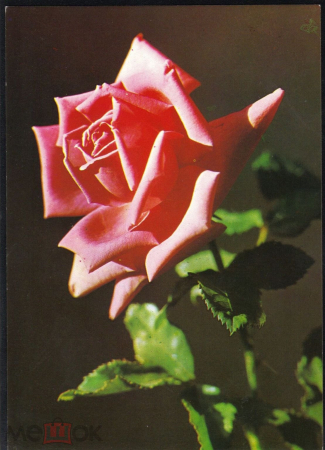 Открытка Болгария 1970-е г. Розы, цветы, флора подписана