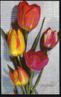 Открытка СССР 1964 г. Тюльпаны С праздником 8 марта. Обрезана чистая