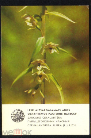 Календарик 1984 Охраняемое растение ЛАТВССР Пыльцеголовник красный Флора Латвия Рига LDPAB