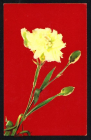 Открытка СССР 1969 г. Цветы, букет, гвоздика фото Григорова и Почаева подписана
