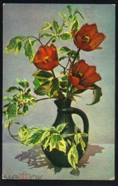 Открытка СССР 1973 г. Букет тюльпанов. фото. В. Суханова изд. Планета прошла почту
