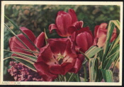 Открытка СССР 1960 г. Тюльпаны Цветы фото И. Шагина ИЗОГИЗ чистая