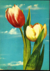 Открытка Болгария София 1970-е г. Тюльпаны, цветы, флора чистая