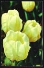 Открытка СССР 1975 г. Букет желтых тюльпанов. Уайт-Пэррот Флора, цветы фото Н. Матанова подписана