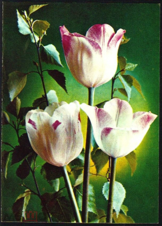 Открытка СССР 1970-е г. Тюльпаны С праздником 8 марта. Обрезана чистая