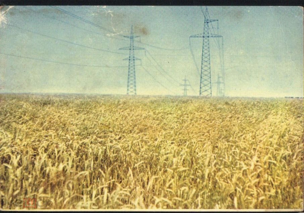 Открытка СССР 1969 г. Ставрополье. Пшеница. фото А. Фрейдберга чист