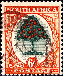 ЮАР 1950 год . Апельсиновое дерево , 6 p .