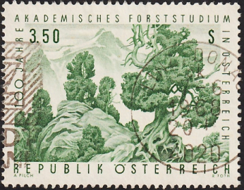 Австрия 1967 год . Столетие академических исследований леса : Pinus cembra . Каталог 0,70  £ .