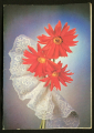 Поздравительная открытка  1988 г. СССР фото  Д. Киндровой ЧИСТАЯ - вид 1