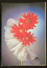 Поздравительная открытка  1988 г. СССР фото  Д. Киндровой ЧИСТАЯ