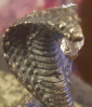 статуэтка кобры с "бриллиантом" в пасти , подставка - вид 2