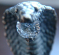 статуэтка кобры с "бриллиантом" в пасти , подставка - вид 4