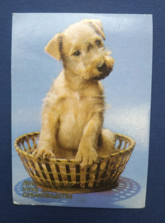 Календарь Ленинградский клуб декоративного собаководства 1990