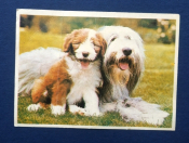 Календарь Породы собак 1993