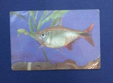 Календарь Аквариумные рыбки Алма-Атинский зоопарк 1990