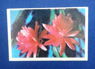 Календарь  Цветы Грузия 1986