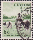 Цейлон 1954 год . Сбор урожая Риса .