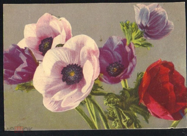 Открытка Дрезден ГДР 1940 г. Анемон, цветы, букет, фото Eward Gnilka чистая