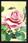 Открытка СССР 1973 г. Цветы, Роза 
