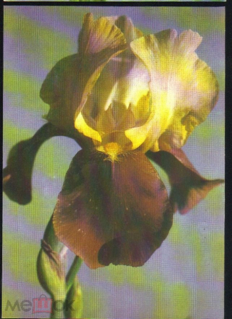 Открытка СССР 1984 г. Ирис, цветы, флора фото К. Жариновой чистая