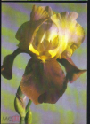 Открытка СССР 1984 г. Ирис, цветы, флора фото К. Жариновой чистая
