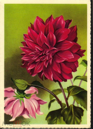 Открытка Вьетнам 1960-е г. Георгин, флора, цветы. XUNHASABA подписана худ обрез