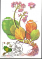 Картмаксимум СССР 1985 г. Флора, травы, цветы. Лекарственные растения Сибири - вид 3