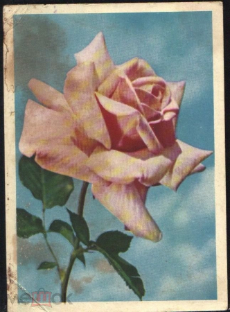 Открытка СССр 1983 г. Цветы, Розы, фото Я. Гайлитиса ДМПК прошла почту