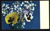Открытка СССР 1968 г. Ландыши и анютины глазки. Цветы, флора.фото П. Смолякова СХ с маркой чистая