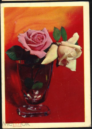Открытка СССР 1977 г. С Днем Рождения. Розы в бокале Фото Б. Круцко подписана