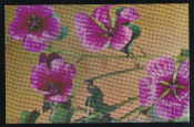 Открытка СССР 1968 г. Лаватера. Цветы, флора. фото Тарасова Булгаковой СХ