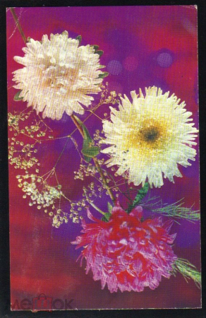 Открытка СССР 1977 г. Композиция из цветов, хризантемы фото В. Тихонова изд Планета чистая