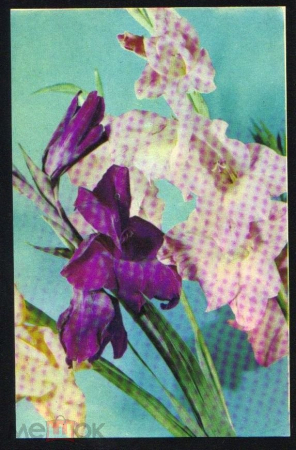Открытка СССР 1968 г. Гладиолусы. Цветы, флора.фото Тарасова Булгаковой СХ подписана