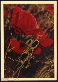Открытка СССР 1965 г. Цветы. Мак восточный. Фото Л. Раскина чистая отличная