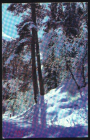 Открытка СССР 1974 г. С Новым годом. Зимний лес. Фото Н. Гридина. Подписана