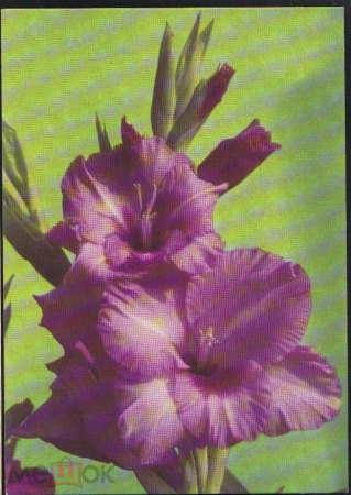 Открытка СССР 1969 г. Гладиолус Цветы, флора. фото П. Матанова ДМПК подписана