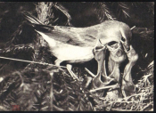 Открытка СССР 1968 Садовая славка, гнездо, птенцы фото Пукинского, фауна, птицы чистая