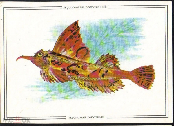 Открытка СССр 1986 г. Агономал хоботный морская рыба, фауна х. Замиховский и Любимов чистая