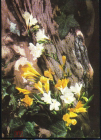 Открытка Болгария 1974 г. Цветы, композиция Цветы флора фото. Емил Рашев София чистая