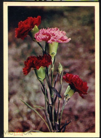 Открытка СССР 1965 г. Цветы. Гвоздики. Фото И. Шагина. чистая отличная