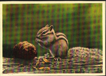 Открытка СССР 1963 г. Бурундук белка животное звери природа грызун ИЗОГИЗ фото. Немнонов
